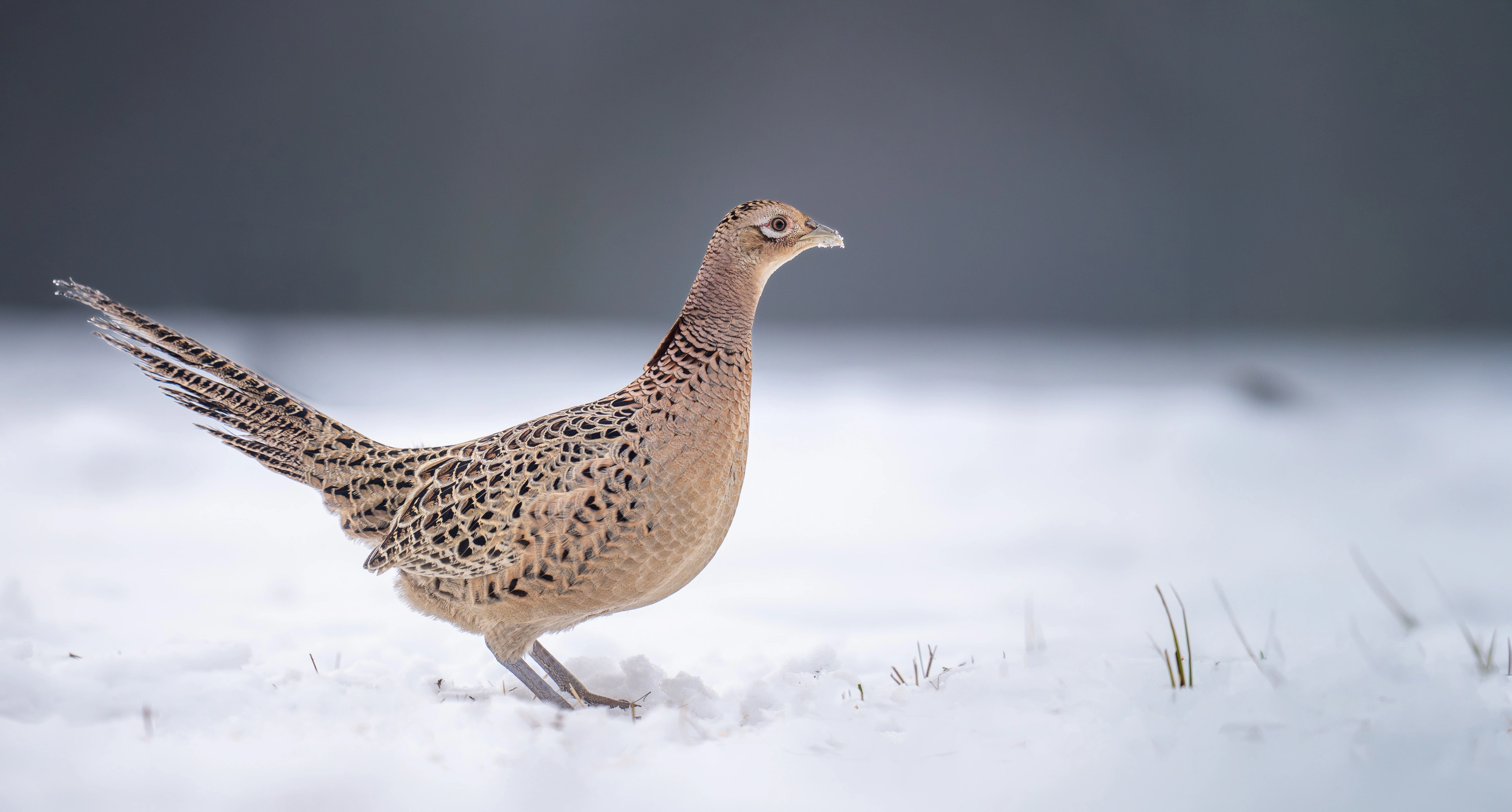 Warmia Elite Wildlife Photography gallery image 6